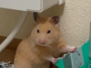 ハムスターちゃんが見せる熟練の職人技に衝撃!まるで匠のような表情に注目