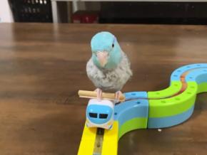 新幹線に乗ってどこまで行くのかな～？とっても賢いインコちゃんが話題！
