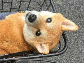 「ちゃんといる?」とこちらを見上げるお顔にキュン♪愛らしい表情のワンちゃんが話題