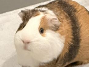 シャッター音に思わずシャキッ！勇ましいのに何とも愛くるしいモルモットちゃんに注目