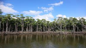 脳梗塞治療に新たな希望、西表島の黒カビから新薬候補