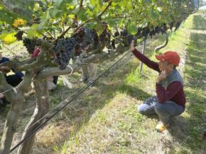 科学が支えるワインづくりの新時代　全国で広がる“学びと実践”の輪