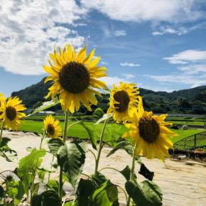 市制施行20周年の節目に 長崎県・南島原市が写真を通して見つめ直す「まちの魅力」