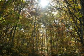 札幌・滝野すずらん丘陵公園で紅葉が見頃！約4,300株のコキアや滝の絶景、秋のイベントも満喫