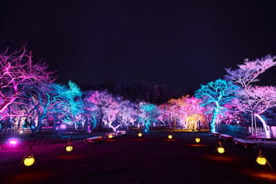 「かえってきた 花丸遊印録 ～燭台切光忠が贈る、おもてなしのひととき～」偕楽園 UME The Lights 2026
