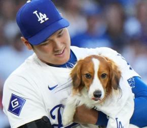 デコピンがプールで気持ちよさそうに泳ぐ…大谷翔平、愛犬のかわいい最新動画を公開