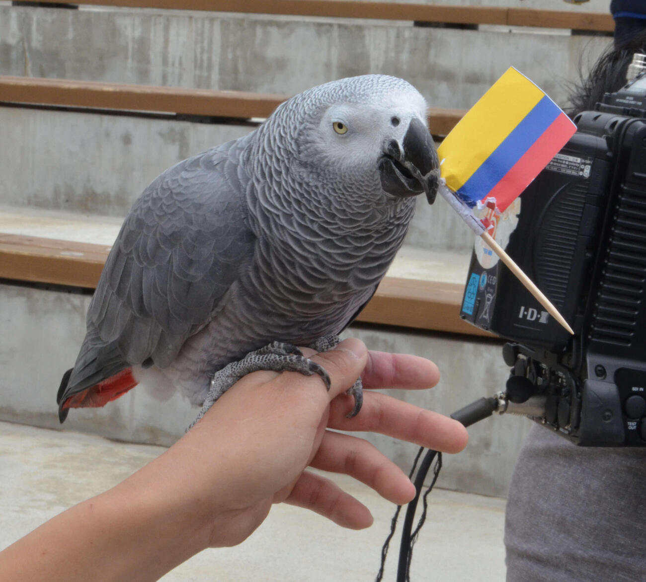 【WBC】那須どうぶつ王国、ヨウムのオリビアによる勝敗予想 チェコ戦、準々決勝の予想は…?