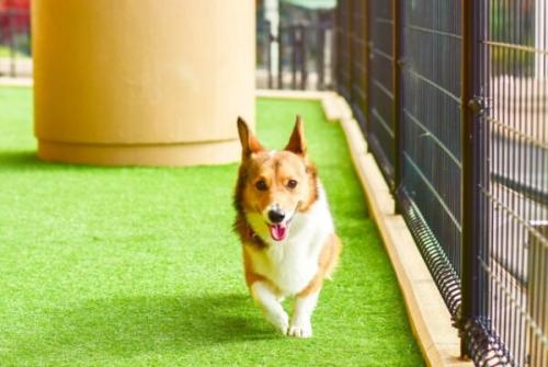 【庭リフォーム完全ガイド】費用・事例・DIYから業者選びまでプロが徹底解説! 9 ペットの犬のための庭作り