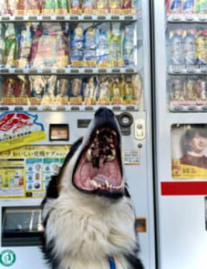 ジュース買ってよ～　自動販売機が好きすぎるわんこの推し活