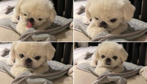 みーたーなー。　おててナメナメ中の愛犬を激写。