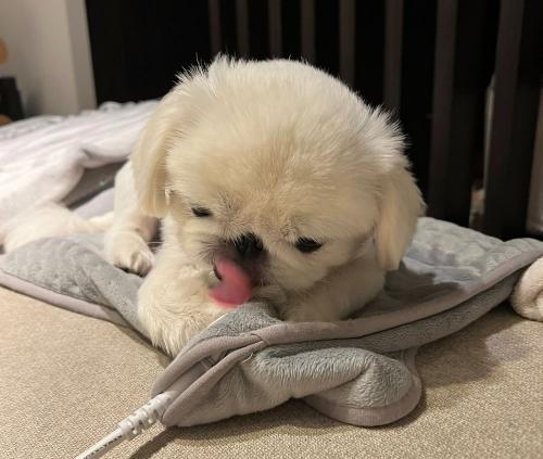 飼い主が音に気付くほど、一心不乱にペロペロしていたぺったんちゃん。