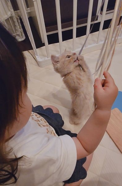 現在生後2か月のまろちくんと、飼い主の1歳の娘は大の仲良しです。