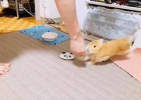 まるでポケモン?うさぎの「でんこうせっか」がカメラも捉えられないレベル