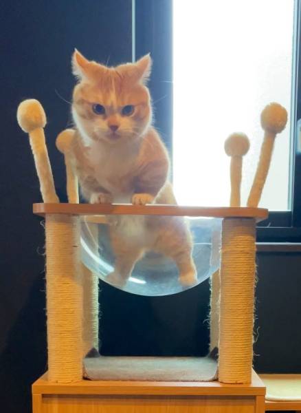 やんのかー！威嚇ポーズをするもかわいさを隠し切れない子猫さん