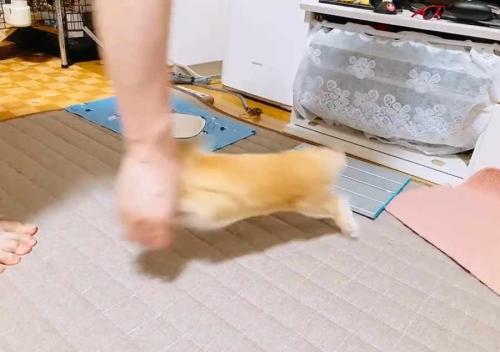猛ダッシュで飼い主さんの手に突撃!