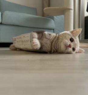 ティッシュ箱にハマって動けない…… しょんぼりしている子猫が可愛い