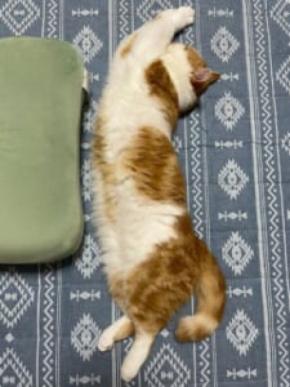 体長測ってニャン　モフっとのびーる猫ちゃん