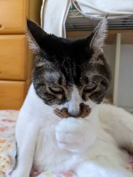 ただいまイタズラの計画中?悪いこと企んでる猫ちゃんを激写。