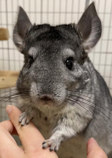 飼い主さんに抱かれるまるもちゃん(ちらまるさん提供)