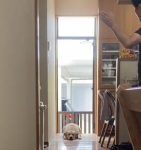 「まだ暑いから待って！」　散歩に行きたい愛犬との激しい攻防