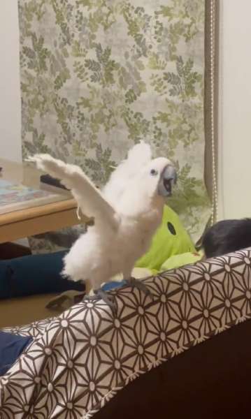私を見て！と猛アピール
