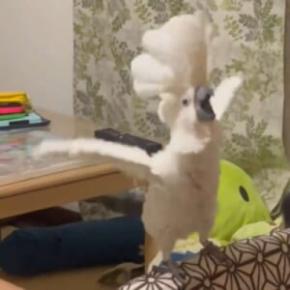 急にはじまるオウムのオンステージ　構って欲しくてヘドバンで猛アピール