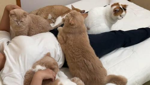 寝ていたら猫に囲まれた・・・・・にゃんて羨ましい