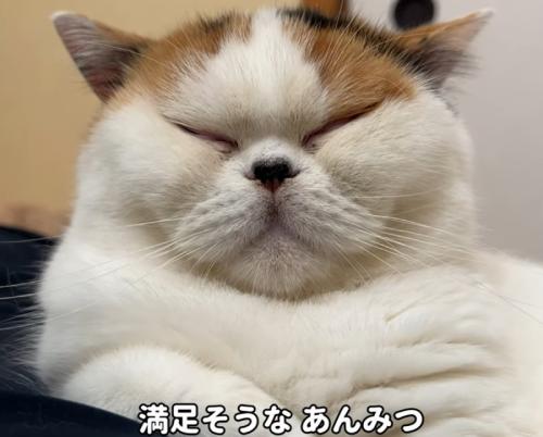 満足げなあんみつちゃん