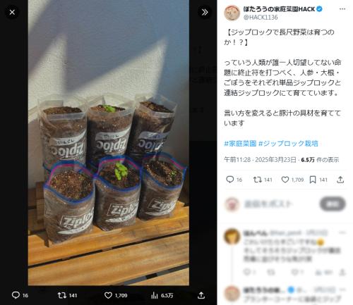土を入れたジップロックで、人参、大根、ごぼう栽培にチャレンジする様子