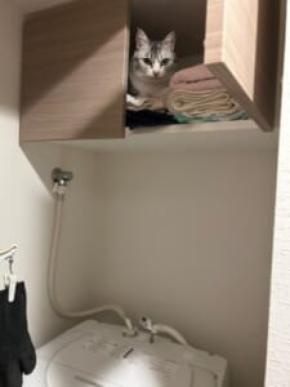 そこには入っちゃダメだ……タオル置き場に侵入して得意顔の猫ちゃん