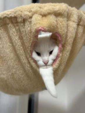 まるで仙人?長いあごひげを蓄えた猫ちゃんの表情に腹筋崩壊