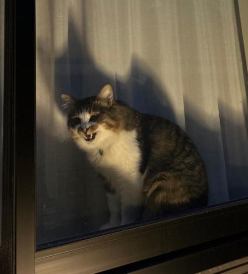 「怖い」or「かわいい」？　夜、窓際で不気味に笑う猫ちゃん