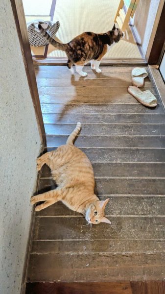 実は床に寝そべっていただけ