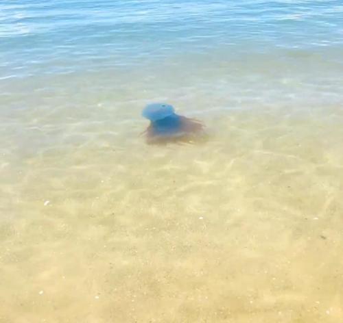 天草の海に出現したホイミスライムのようなクラゲ