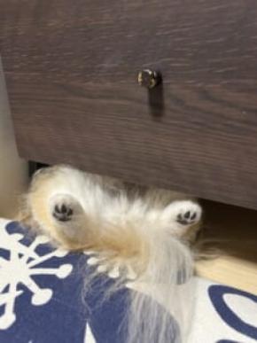 仰向けで棚の下に!? ポメチワの「すき間寝」が無防備かわいい