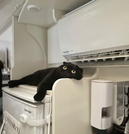 冷房の風が当たる「特等席」でくつろぐ猫ちゃん「ここが一番涼しいにゃ」