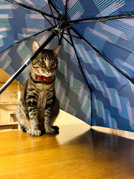 室内干しの傘の下にすかさず入る猫 「猫あるある」に共感者続々
