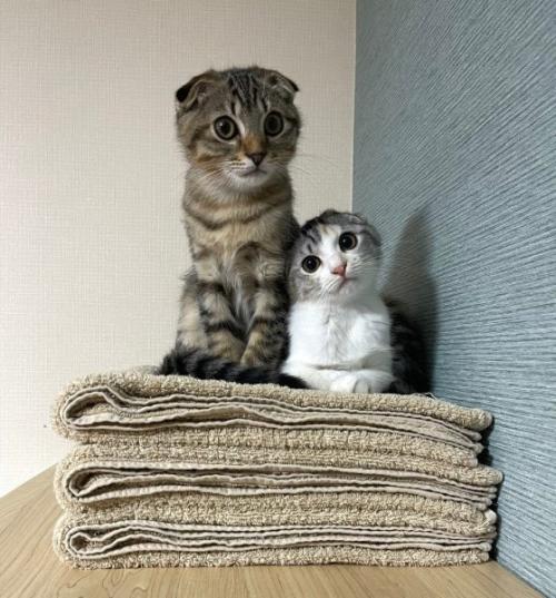 ポテくんとサラちゃん