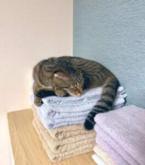 「寝心地最高ニャ」洗いたてのふかふかタオルが猫ちゃんの特等席に