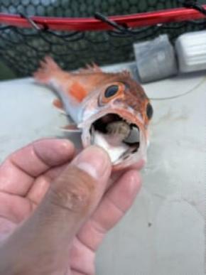 ノドグロの口を開けたら…中から“謎の白い生物”がひょっこり