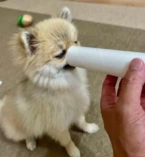 ラップの芯に顔をズボッ　「めんどくさい遊び」を覚えたポメラニアン