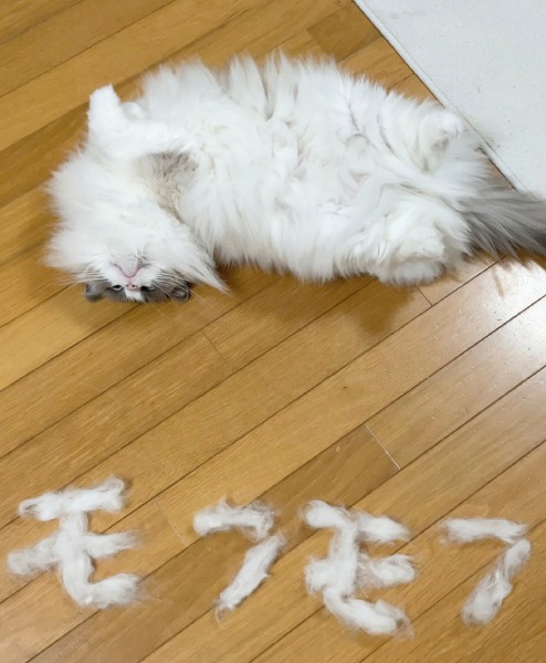 過去の抜け毛アート