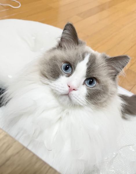 ひなちゃん