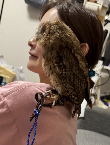 人間とフクロウの横顔が合体！奇跡のシンクロ写真に10万いいね