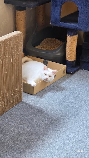 睨んでいるようで実は甘え顔 険しい表情で愛情表現する猫が話題