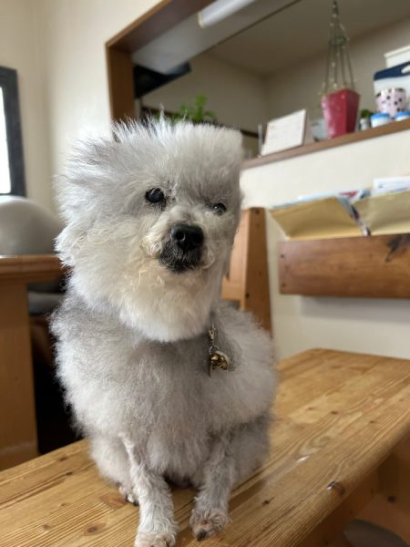 平たくなるでお馴染みのココちゃん