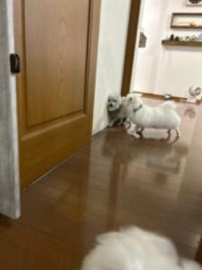 ゲームのバグ?すり抜け?壁に「埋まっている」ように見えるワンちゃん
