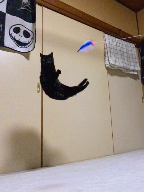 ジャンプした黒猫が「し」に!? 奇跡の一枚にSNS爆笑