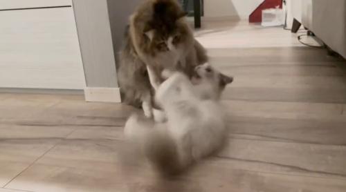 「猫の背負い投げ」が炸裂　 兄弟猫の攻防に爆笑
