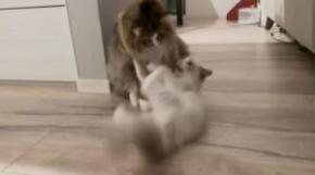 「猫の背負い投げ」が炸裂　 兄弟猫の攻防に爆笑